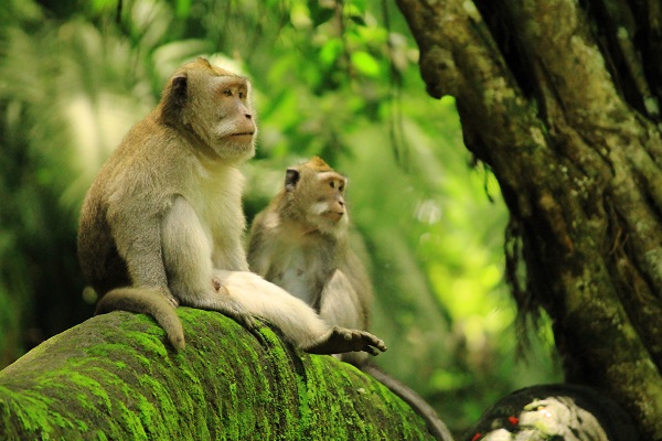 Bali - Monkey forest 600x400