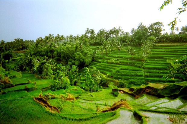 Asia 1997. Indonesia, ridiculously green, near Lombok.