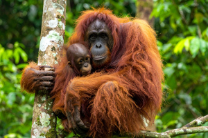 13D Sarawak and Sabah Jungle Trekking and Wildlife Exploration