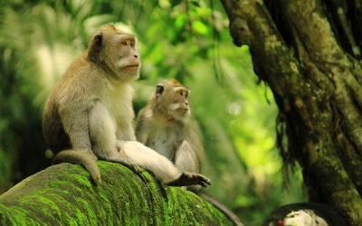 Bali-Monkey-forest-600x400.jpg