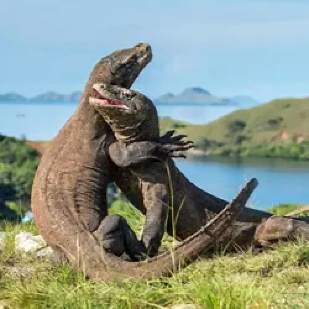 Fores, pulau komodo (1) Fores, pulau komodo (1)