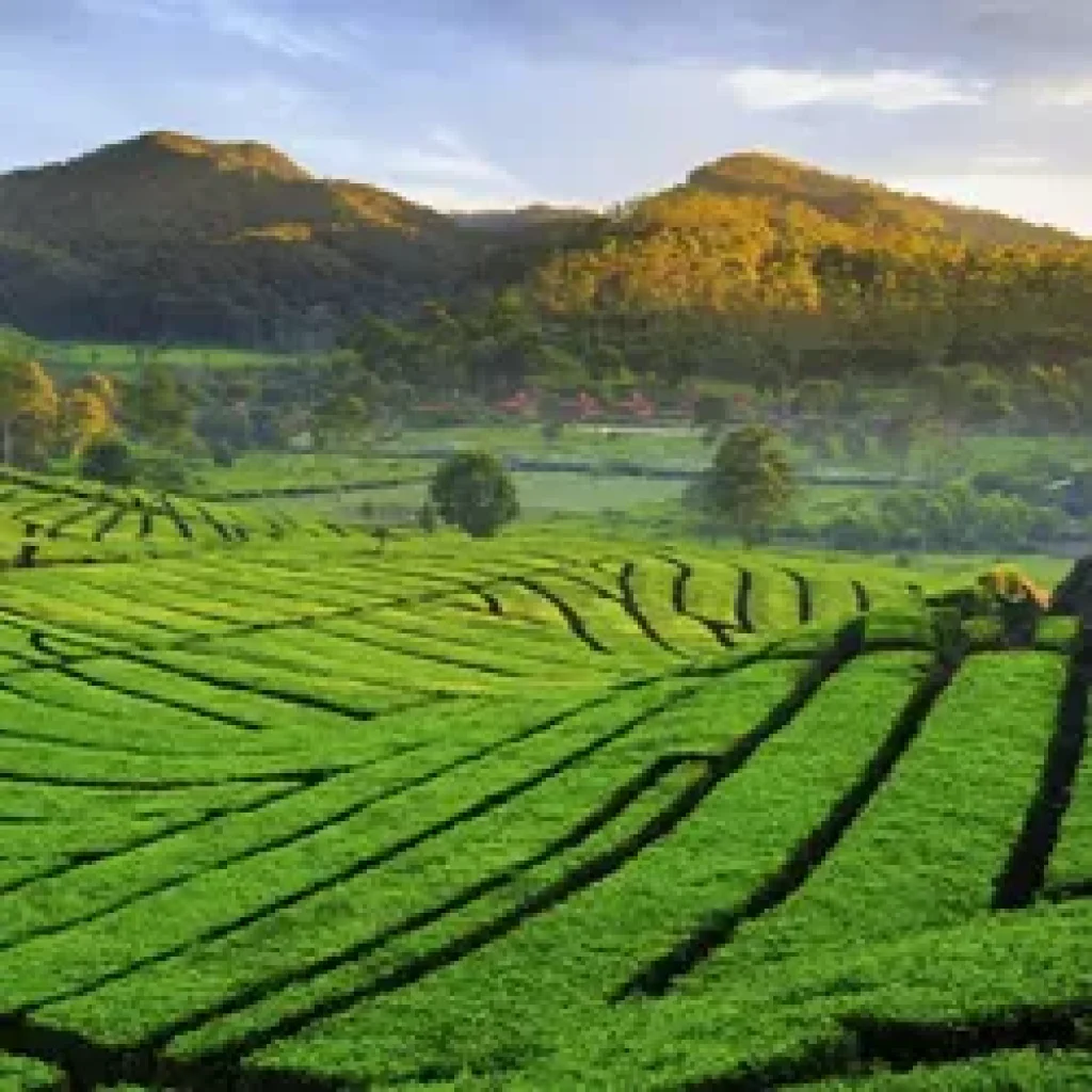 Jawa barat kebun teh Jawa barat kebun teh