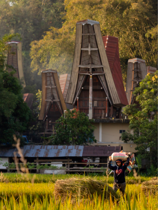 Toraja (2)