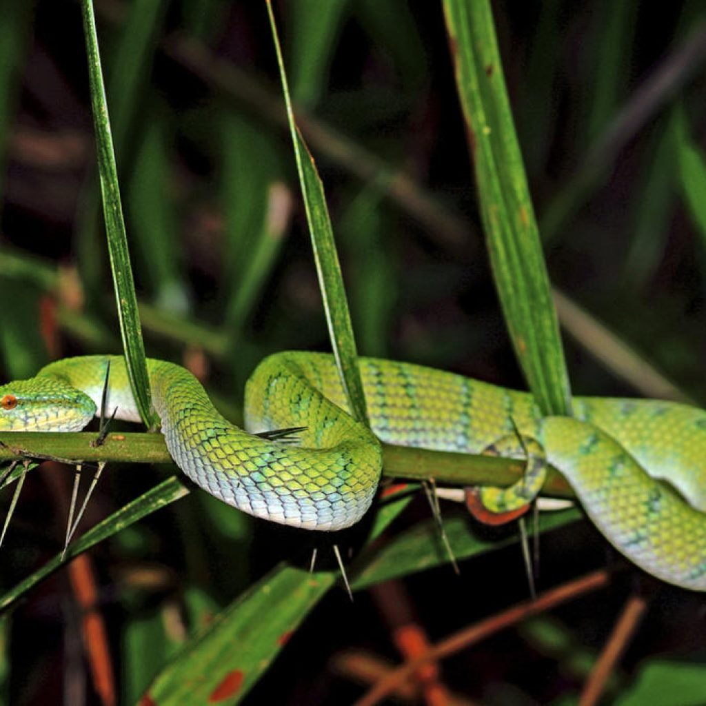 Whitelipped-pitviper-Bako-National-Park-Sarawak-Borneo-Mala-000087823245_Medium.jpg
