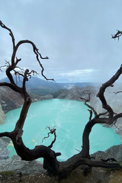 Dramatic view of Ijen Crater with turquoise lake and twisted tree in East Java, Indonesia.